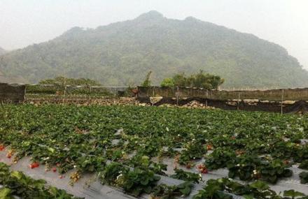 大湖春香草莓农场