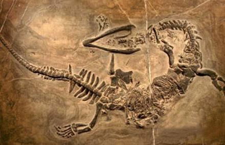 古生物化石点