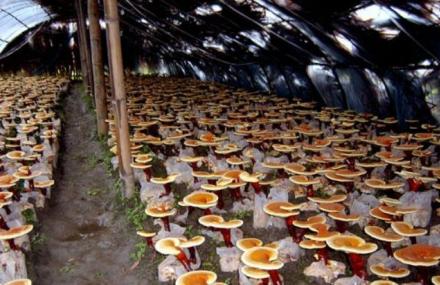 上海菇菌科普馆