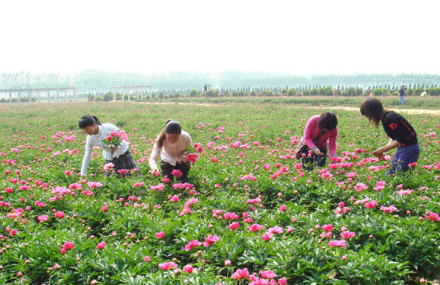 昆仑药用植物观光园