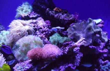 圣亚珊瑚世界