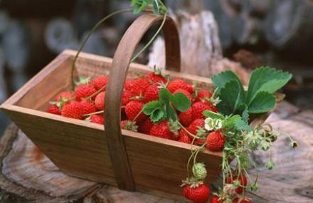 天翼草莓生态园