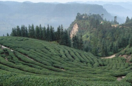 黄蜂窝茶山