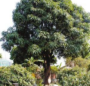 黄大仙祠内百年芒果树