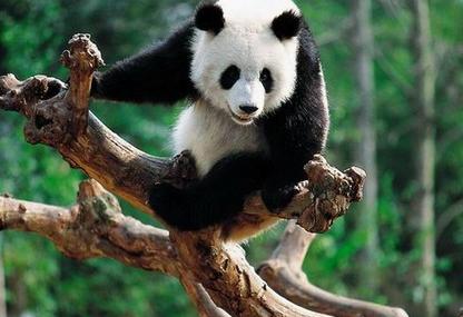 熊猫世界