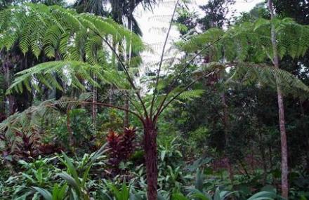 热带植物观赏区