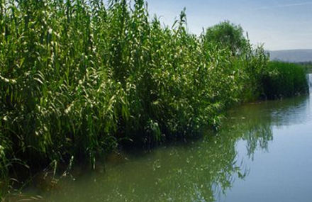 泾渭湿地自然保护区