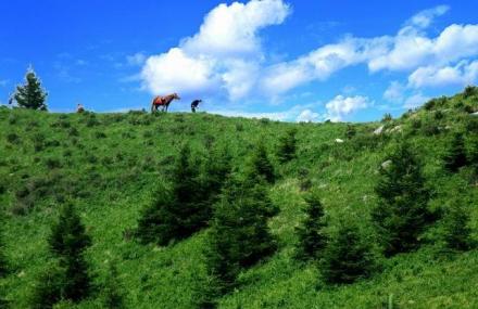 亚高山草甸