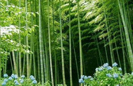 竹种园