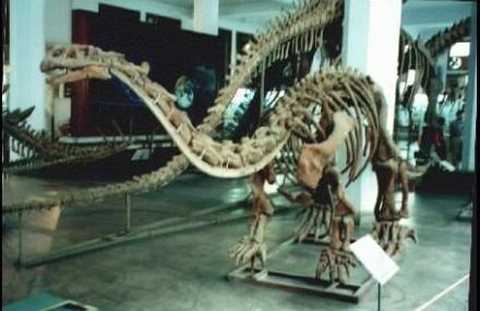 成都理工大学恐龙数字博物馆