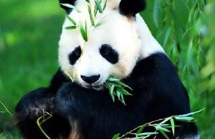 大熊猫生态园