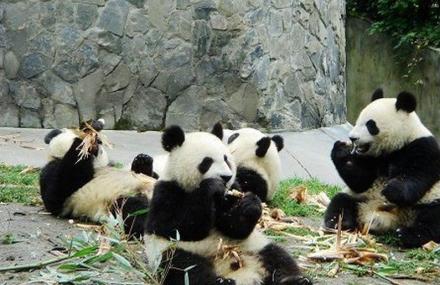 大熊猫生态乐园