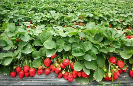 哈尔滨北大荒有机草莓园