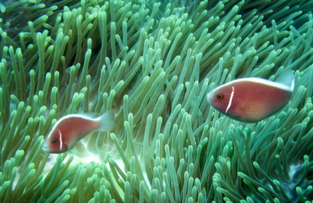 三亚西岛潜水海洋文化