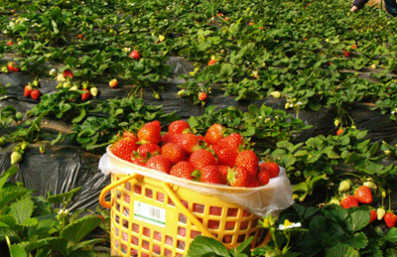 开心草莓园