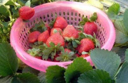 上海自驾草莓采摘